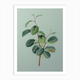 Vintage Alpine Buckthorn Plant Botanical Art on Mint Green n.0764 Art Print