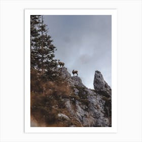 Bighorn Sheep Views Art Print