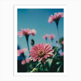 Pink Dahlias Art Print