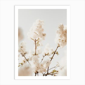 White Hydrangeas Art Print