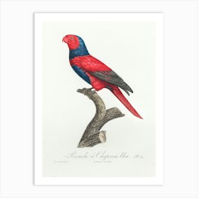 Violet Necked Lory From Natural History Of Parrots, Francois Levaillant Art Print