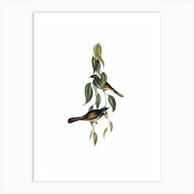 Vintage Yellow Throated Honeyeater Bird Illustration on Pure White n.0027 Art Print