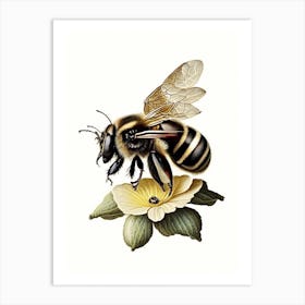 Apis Bee 1 Vintage Art Print