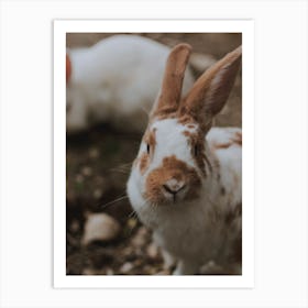 Two Rabbits Art Print