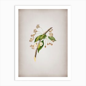 Vintage Cherry Plum Flower Botanical on Parchment n.0650 Art Print