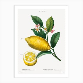 An Enlarged Version Of Lemon With Leaves, Pierre Joseph Redoute Art Print