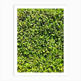 Hedge Art Print