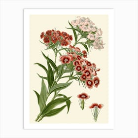 Geraniums 8 Art Print