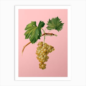 Vintage Grape Vine Botanical on Soft Pink n.0831 Art Print