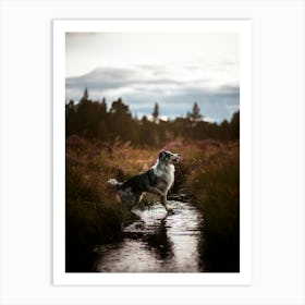 Scotland Border Collie in The Water - Scotland Highland UK dog photo print - moody animal photography Art Print