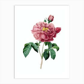 Vintage Gallic Rose Botanical Illustration on Pure White n.0861 Art Print