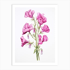 Sweet Peas Flower Vintage Botanical 2 Art Print