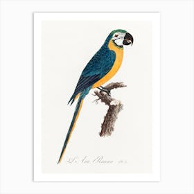 Blue & Yellow Macaw From Natural History Of Parrots, Francois Levaillant Art Print