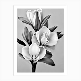 Freesia B&W Pencil 4 Flower Art Print