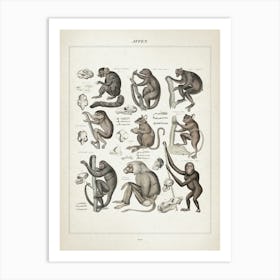 Vintage Oken 2 Affen Art Print