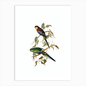 Vintage Mulga Parakeet Parrot Bird Illustration on Pure White n.0344 Art Print