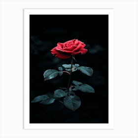 Dark Rose 23 Art Print