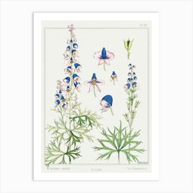 Aconite From The Plant And Its Ornamental Applications (1896), Maurice Pillard Verneuil Art Print