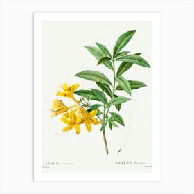 Yellow Azalea, Pierre Joseph Redoute Art Print