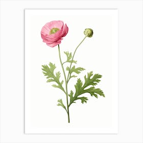 Ranunculus Flower Vintage Botanical 2 Art Print