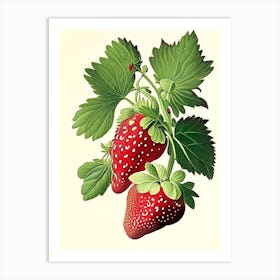 June Bearing Strawberries, Plant, Vintage Botanical Drawing 1 Art Print