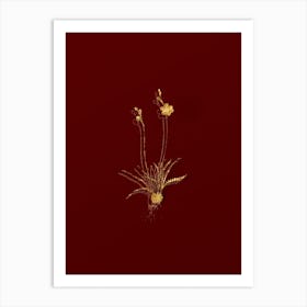 Vintage Ixia Crispa Botanical in Gold on Red n.0498 Art Print