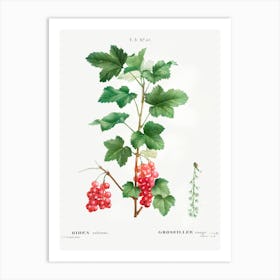 Redcurrant, Pierre Joseph Redoute Art Print