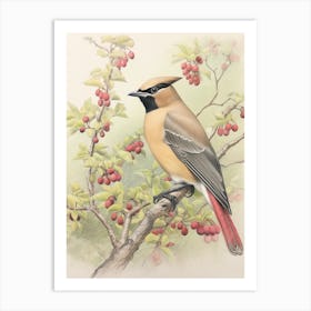 Vintage Bird Drawing Cedar Waxwing 1 Art Print