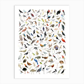 150 Birds Of The World Art Print
