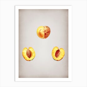 Vintage Nectarine Botanical on Parchment n.0339 Art Print