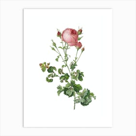 Vintage Celery Leaved Cabbage Rose Botanical Illustration on Pure White n.0648 Art Print