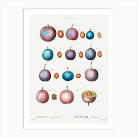 Common Plum, Pierre Joseph Redoute Art Print