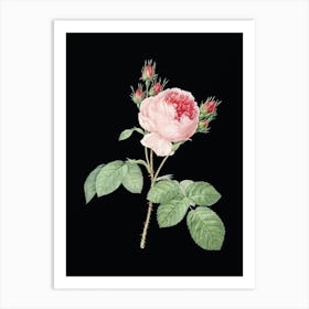 Vintage Pink Cabbage Rose Botanical Illustration on Solid Black n.0289 Art Print