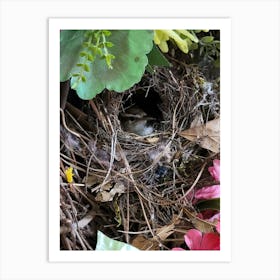 Bird'S Nest Art Print