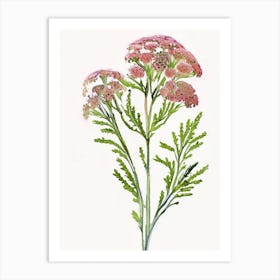 Yarrow Wildflower Watercolour Art Print