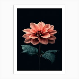 Dahlia 22 Art Print