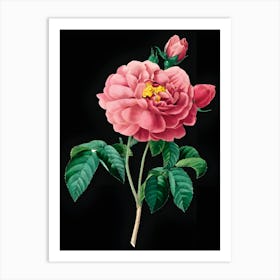 Pink Rose 1 Art Print