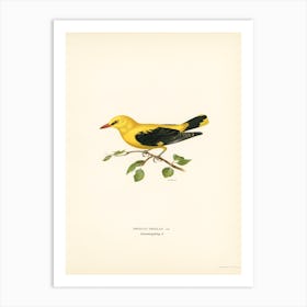 Eurasian Golden Oriole Male (Oriolus Oriolus Bird), The Von Wright Brothers Art Print