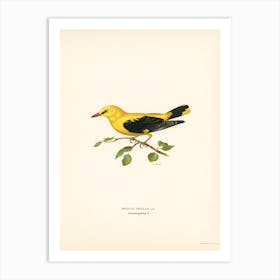 Eurasian Golden Oriole Male (Oriolus Oriolus Bird), The Von Wright Brothers Poster