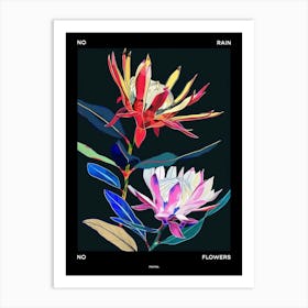 No Rain No Flowers Poster Protea 1 Art Print