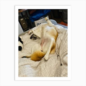 Dog Sleeping On A Bed Art Print