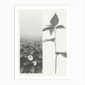 Morning Glory Flower Photo Collage 3 Art Print