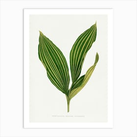 Vintage Botanical Art Print _2643239 Art Print