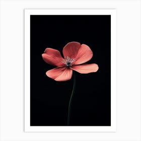 Single Pink Flower On Black Background 9 Art Print