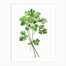 Cilantro Vintage Botanical Herbs 0 Art Print