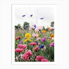 Pink And Blue Cornflowers Art Print
