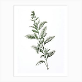 Stevia Vintage Botanical Herbs 0 Art Print