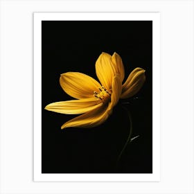 Yellow Flower On Black Background 5 Art Print