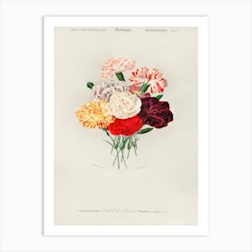 Carnation, Charles Dessalines D'Orbigny Art Print