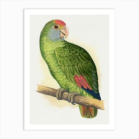 Parrot 33 Art Print